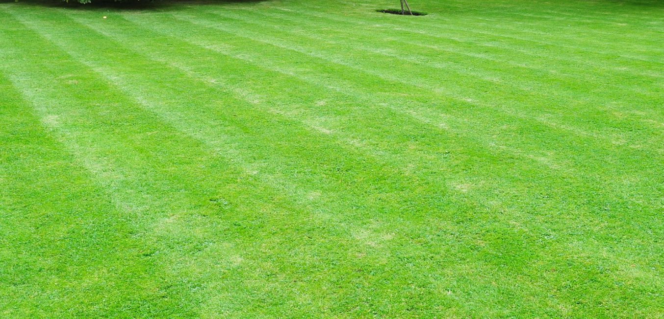 The most important elements of backyard landscaping and design