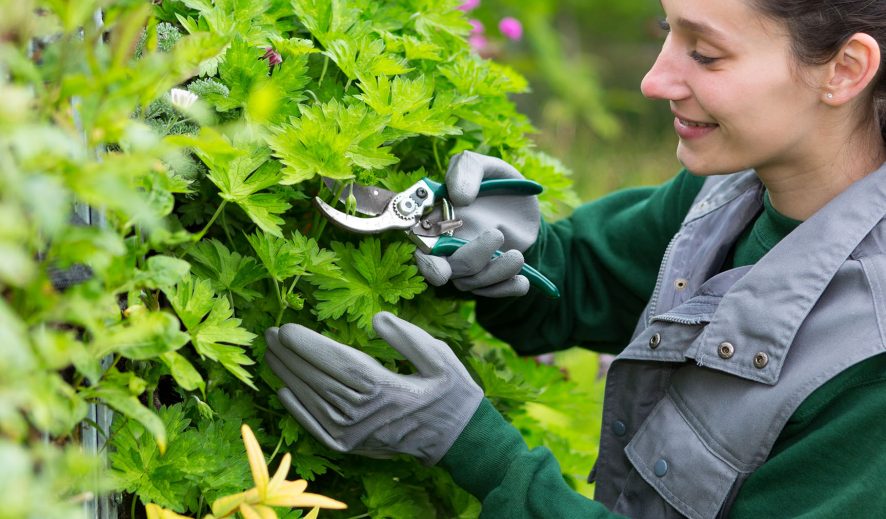 Garden Care