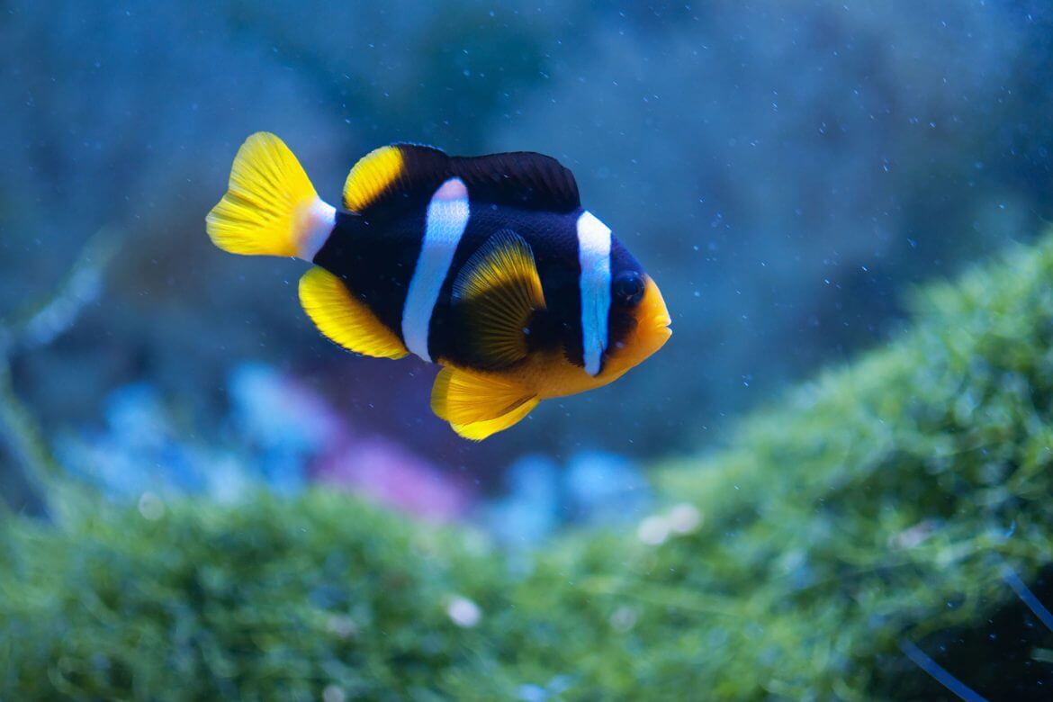 How To Move A Fish Tank: Your Step-By-Step Guide