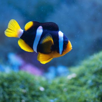 How To Move A Fish Tank: Your Step-By-Step Guide