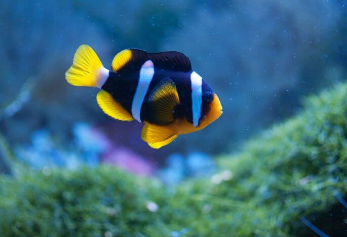 How To Move A Fish Tank: Your Step-By-Step Guide