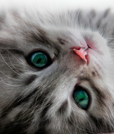 Why Do Cats Shed?