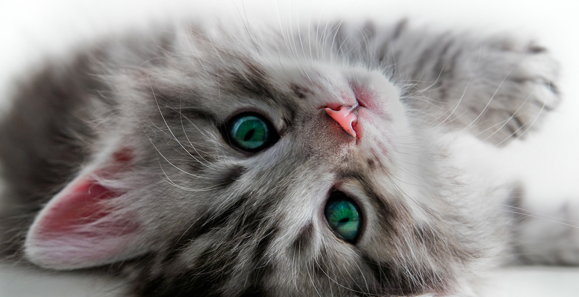 Why Do Cats Shed?