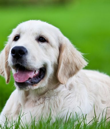 Grooming a Dog with Long Hair