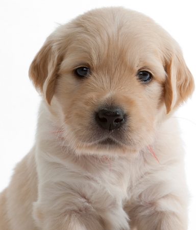 Why Do Dogs Shed?