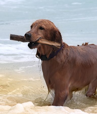 The Hardships of Grooming a Dog