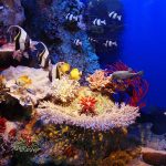 How Good the Diving is on Guam?