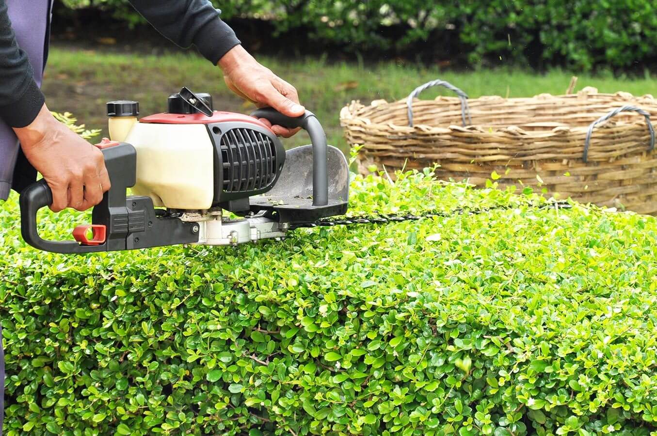 Plants Care 101: Watering