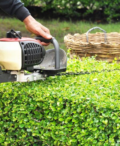 Plants Care 101: Watering