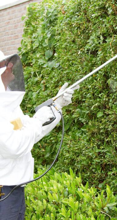 Ants: Getting Rid of Them