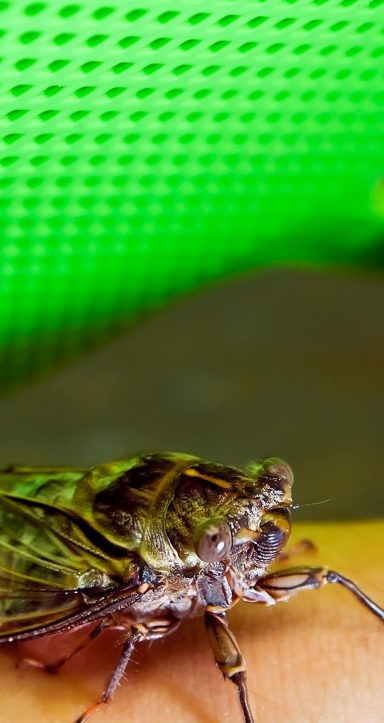 Wasps: Getting Rid of Them