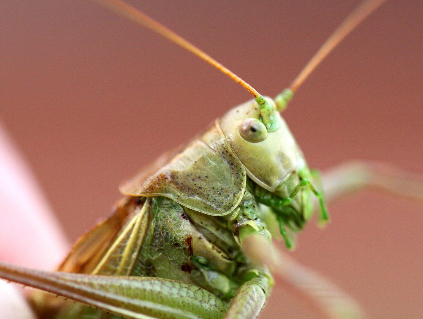 Flies: Getting Rid of Them