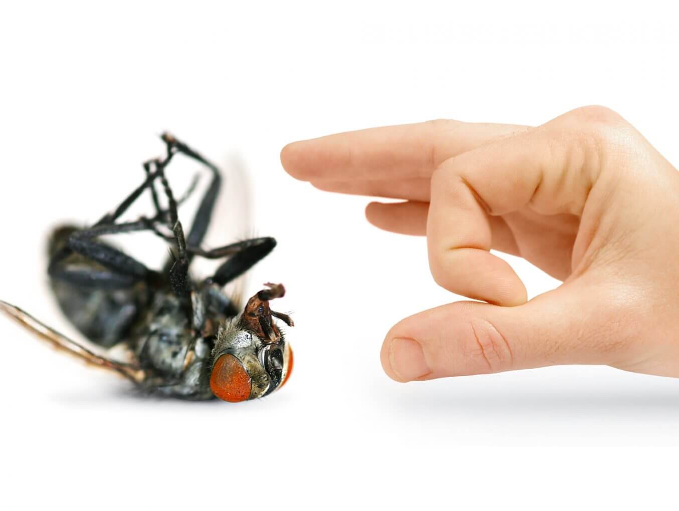 Mice: Getting Rid of Them