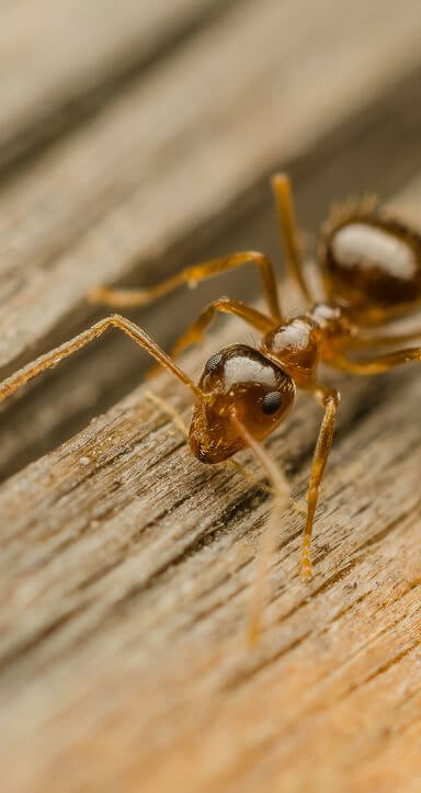Ants