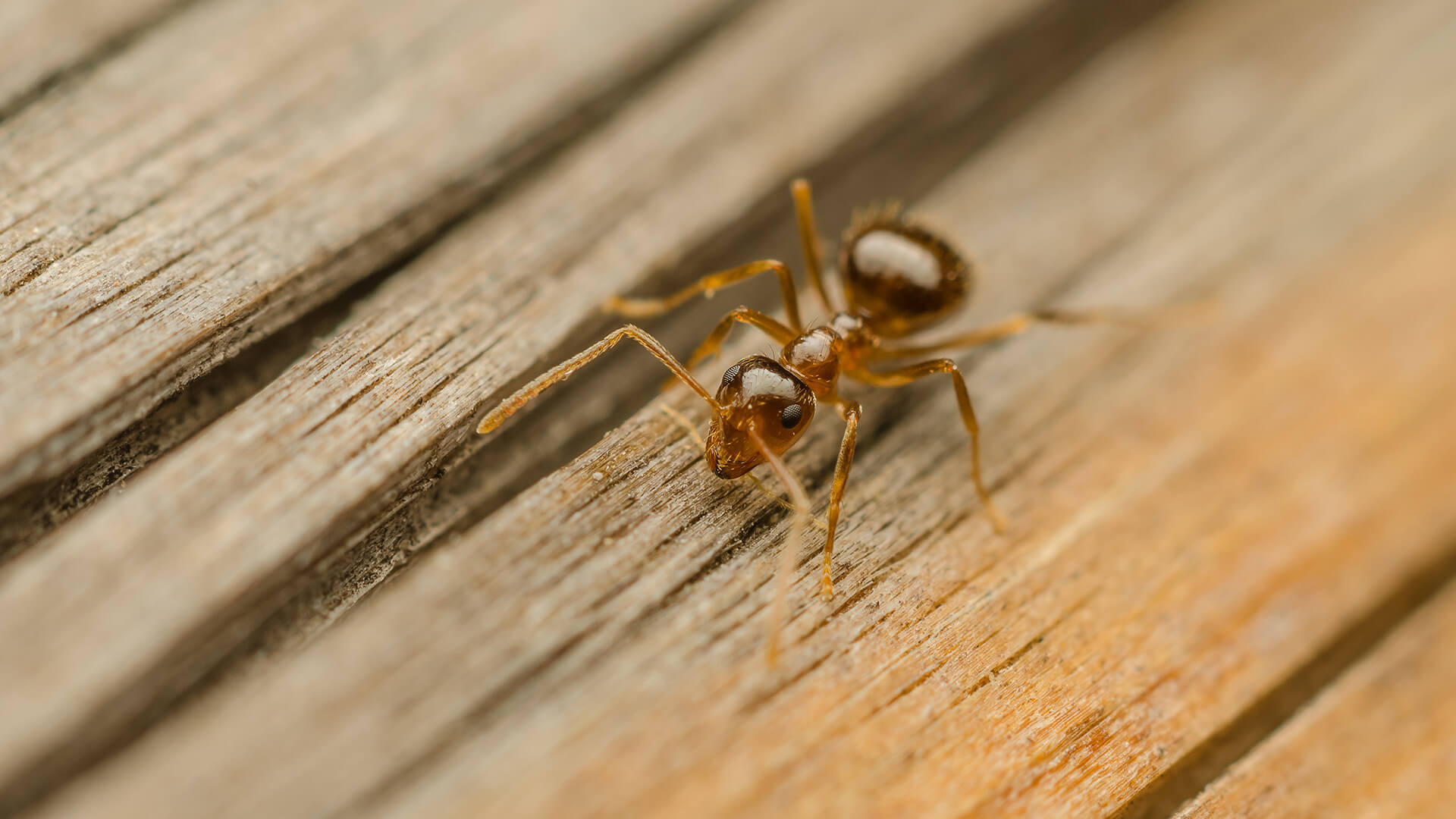 Ants