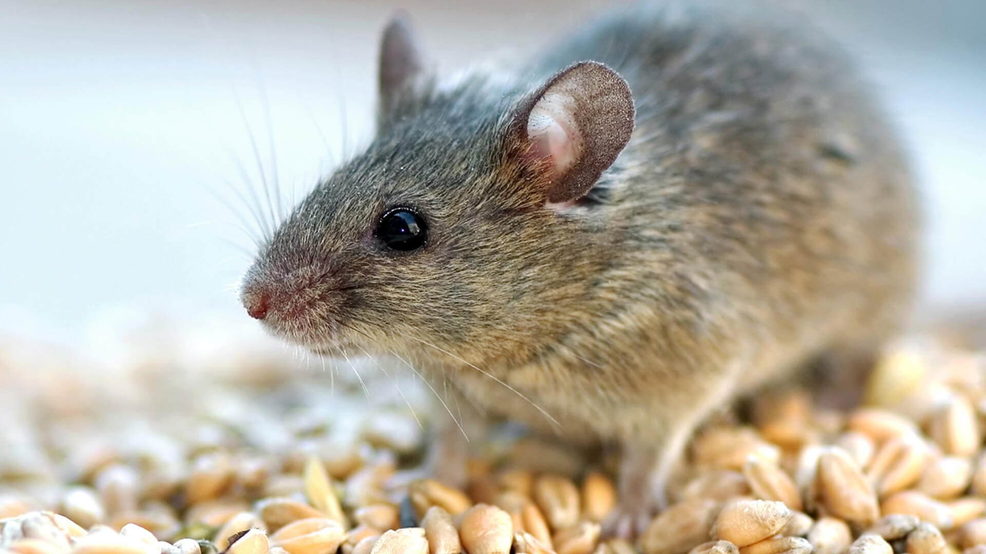 Rats