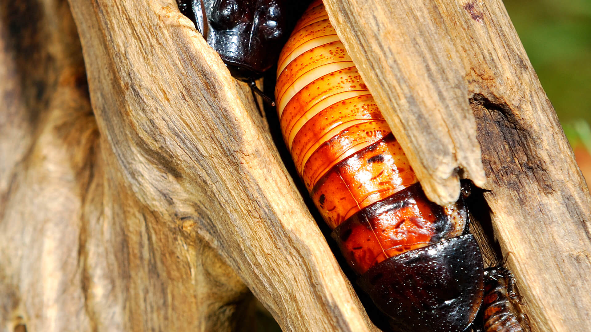 Cockroaches