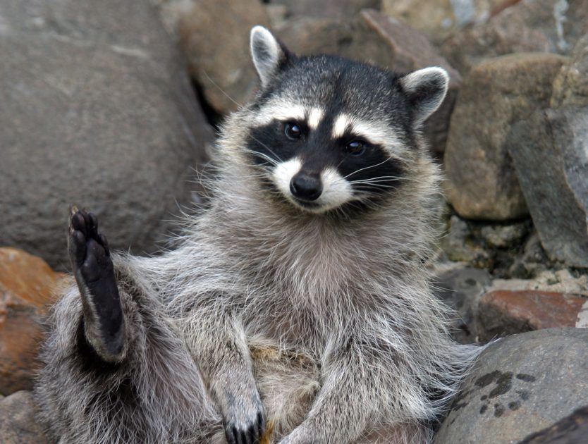 Racoons That Like TV