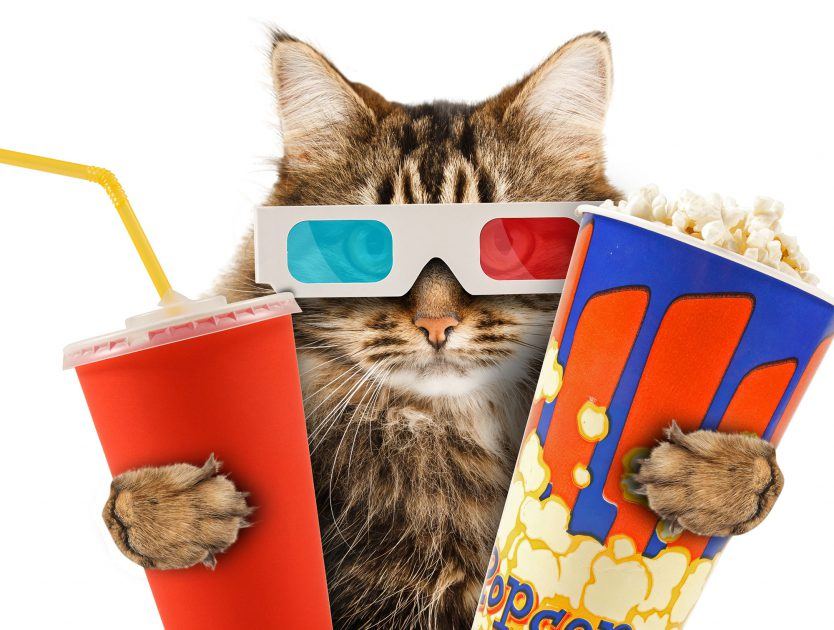 Cats That Like TV