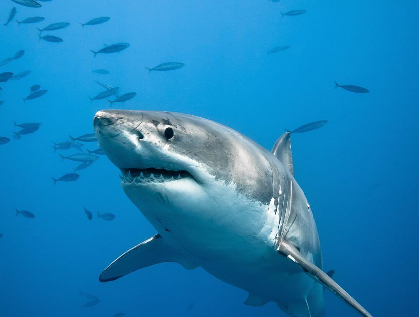 Creepiest Animals in Greenland