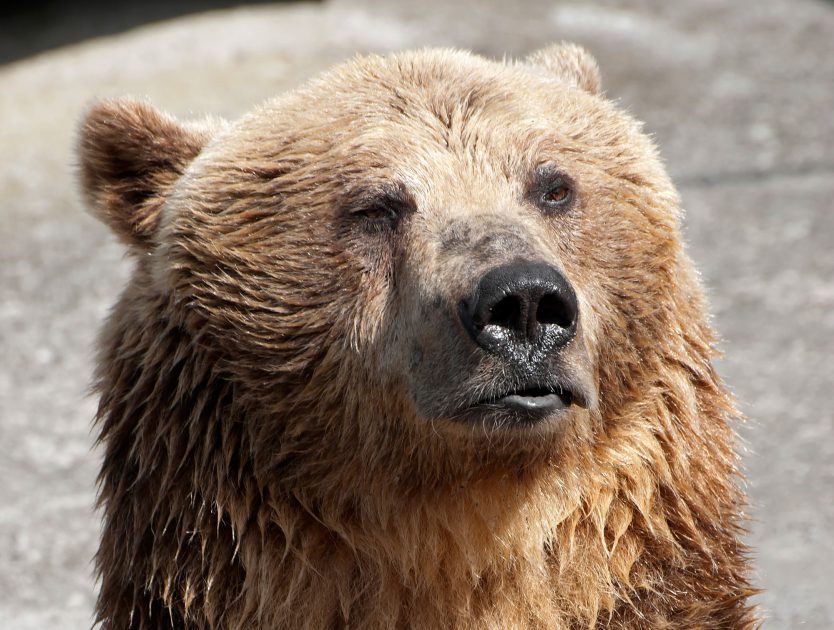 Bears That Like TV
