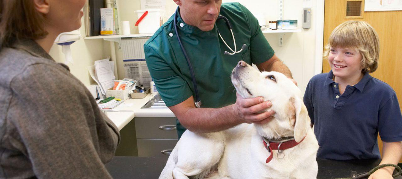 Six Things Non-ER Vets Can’t Stand About Pet Emergency Rooms
