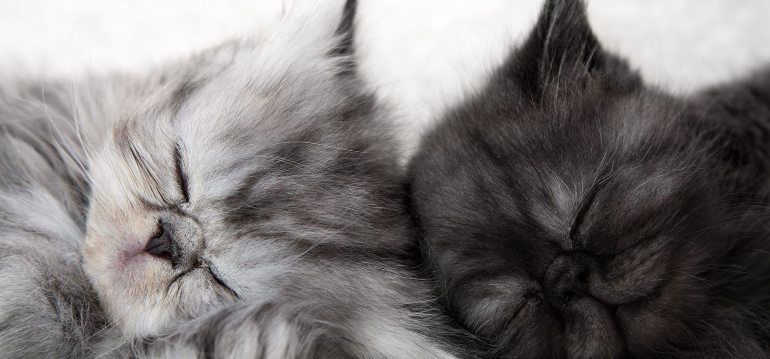 Do Dogs Hate It When You Hug Them?
