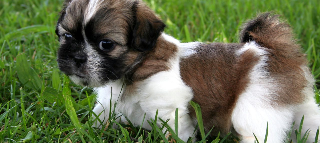 List of Pets That Can Be Affected By This New Virus
