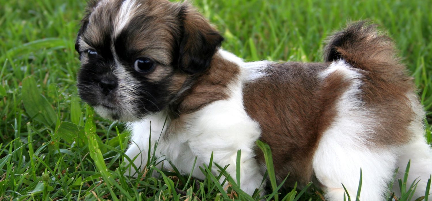 List of Pets That Can Be Affected By This New Virus