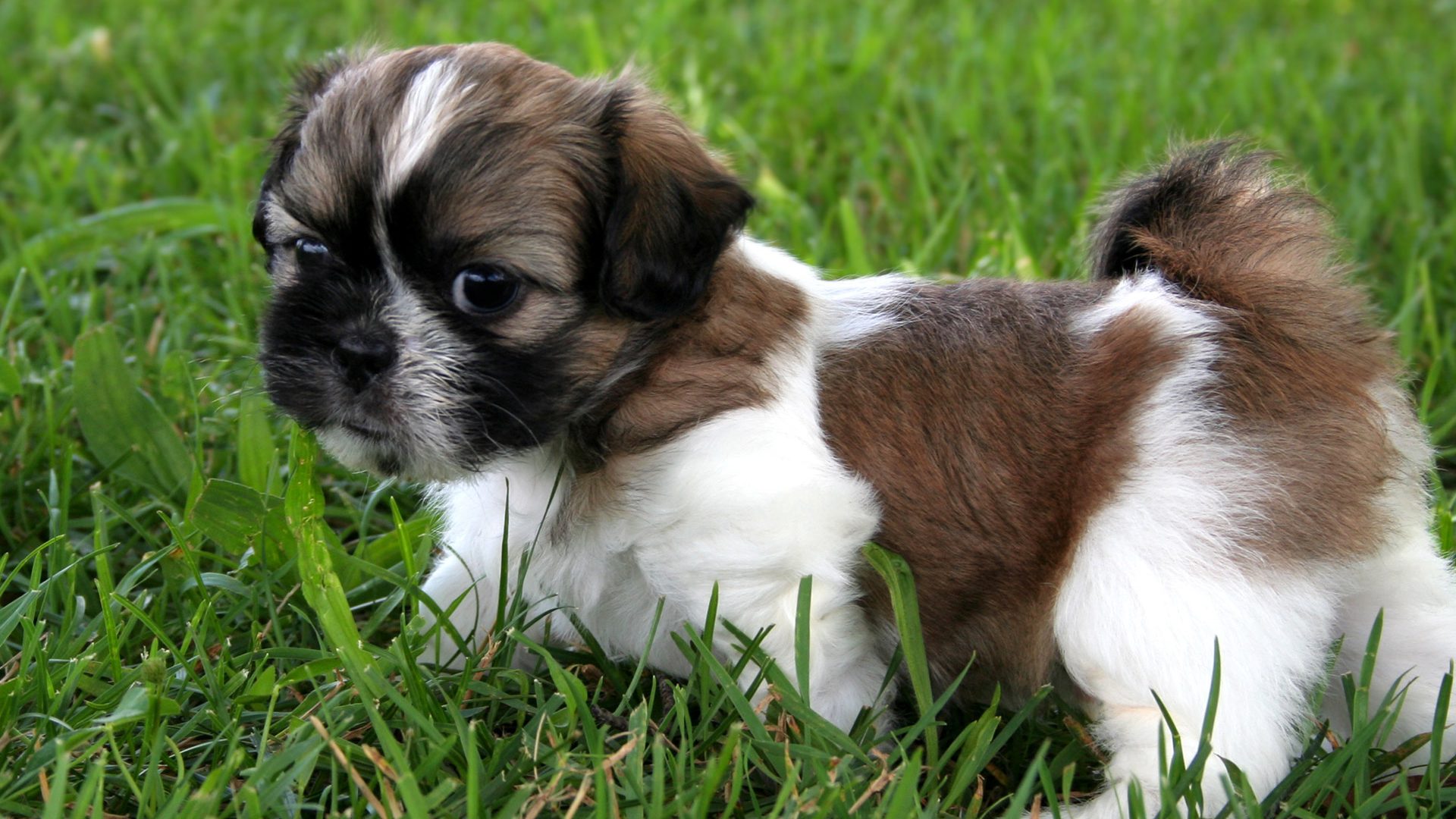 List of Pets That Can Be Affected By This New Virus