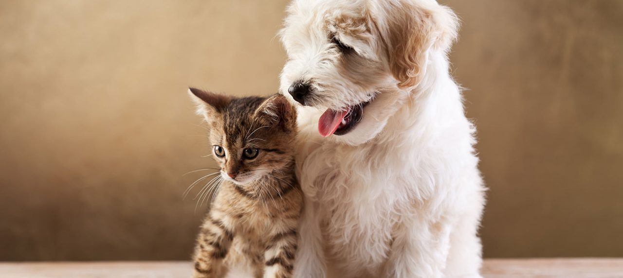 New Gizmos for Your Pets