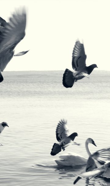 City birds smarter than rural ones