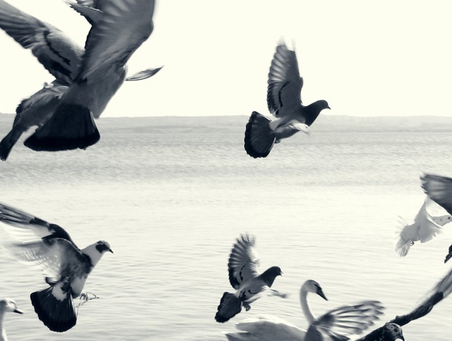 City birds smarter than rural ones