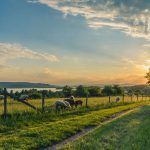 How Many Farms in the US Are Family-ran?