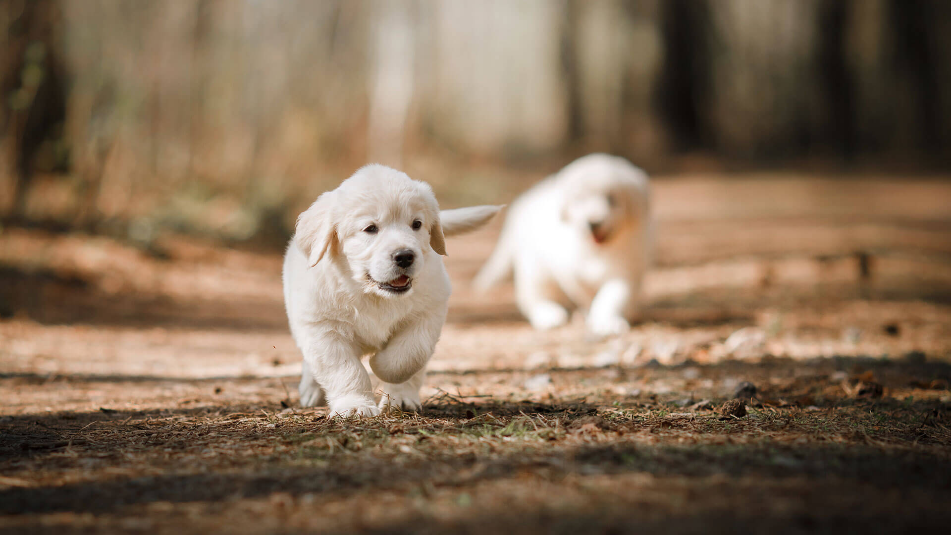Laser therapy: A promising trend in veterinary medicine