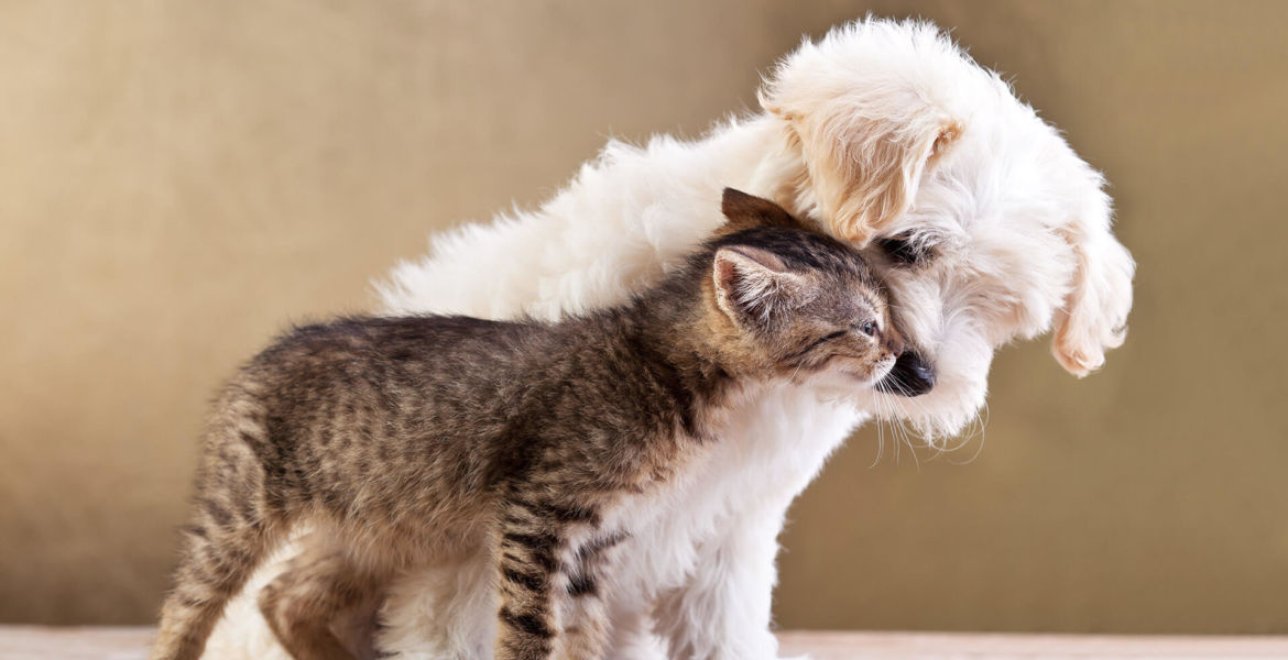 Dogs Hate Hugs? Where's the Science?