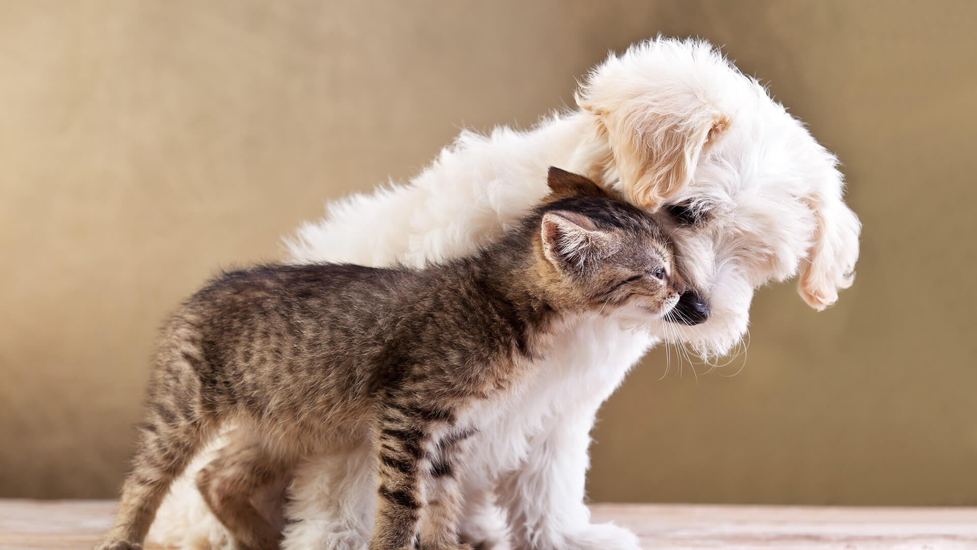Dogs Hate Hugs? Where's the Science?
