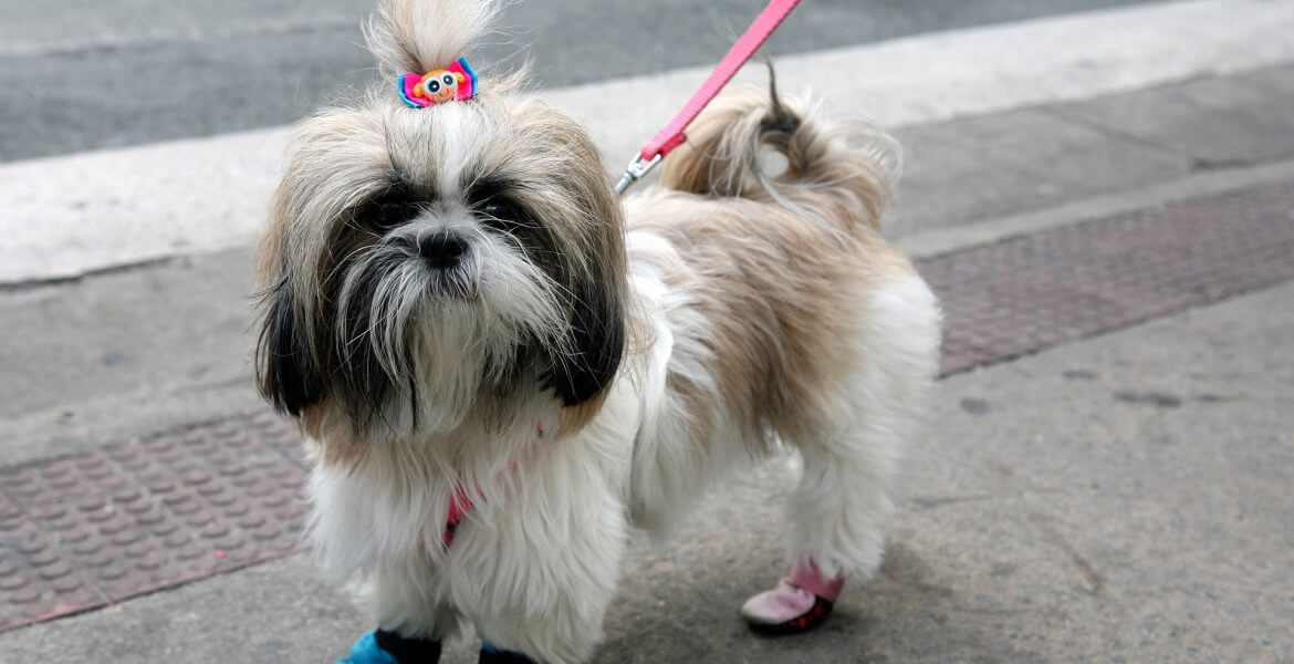 The Hardships of Grooming a Dog