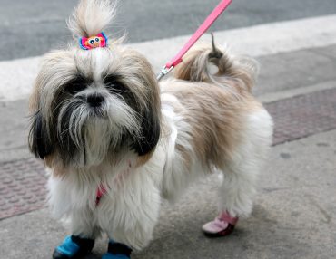 The Hardships of Grooming a Dog