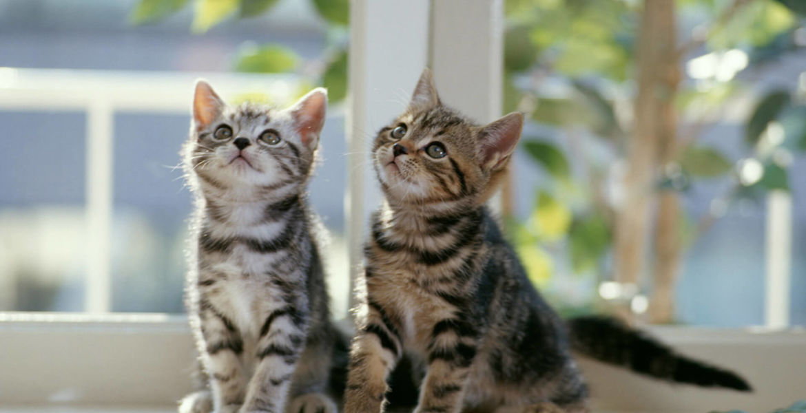 Why Your Pet Needs To See The Dentist Every 6 Months
